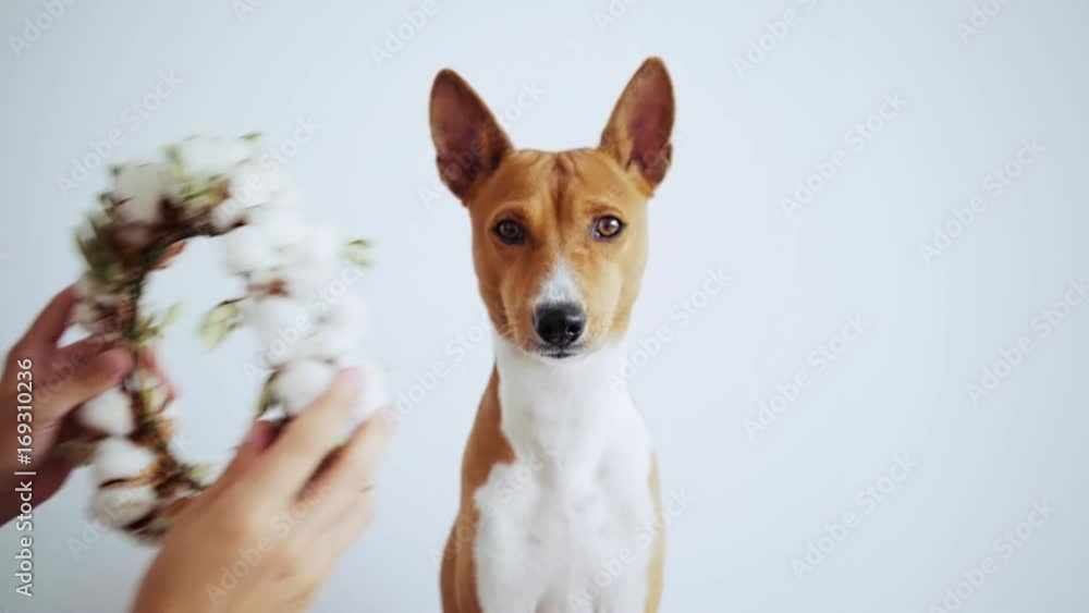 Funny and amuzing little brown basenji dog, sits straight, his owner puts on beautiful victory competition prize wreath on his neck made of cotton flowers Funny and amuzing little brown basenji dog, sits straight, his owner puts on beautiful victory competition prize wreath on his neck made of cotton flowers
