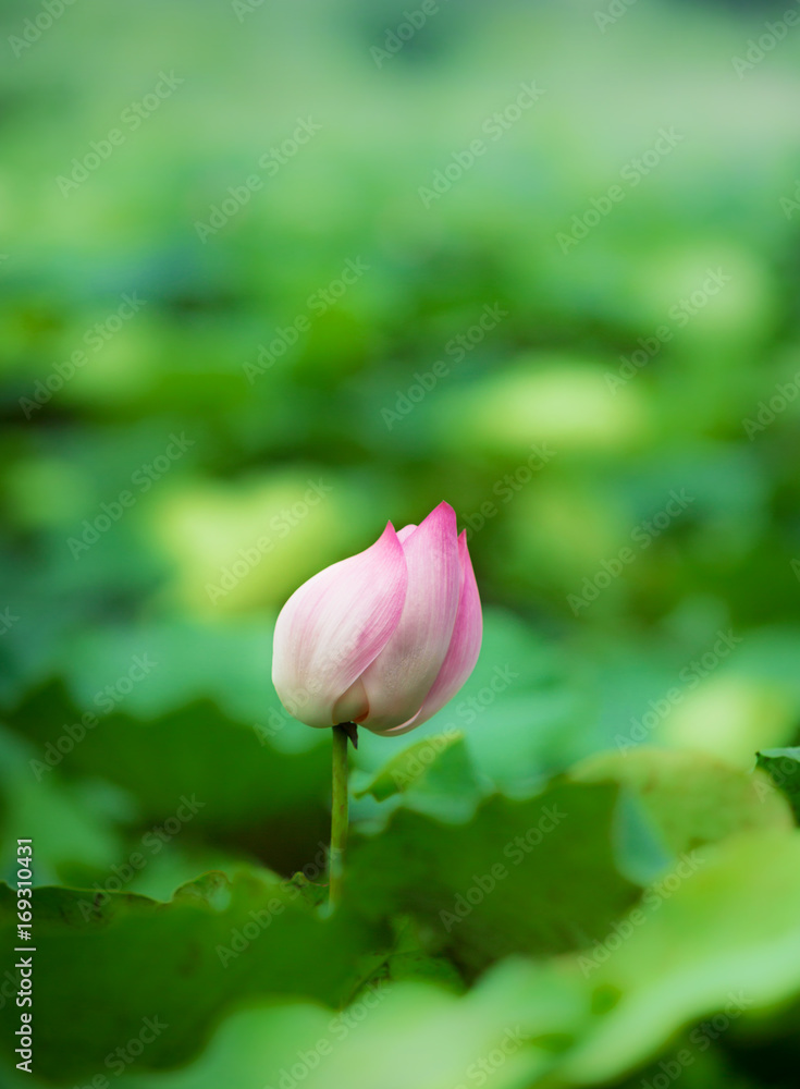 Lotus flower in a large pond, selective focus with blurred background for copy space Lotus flower in a large pond, selective focus with blurred background for copy space