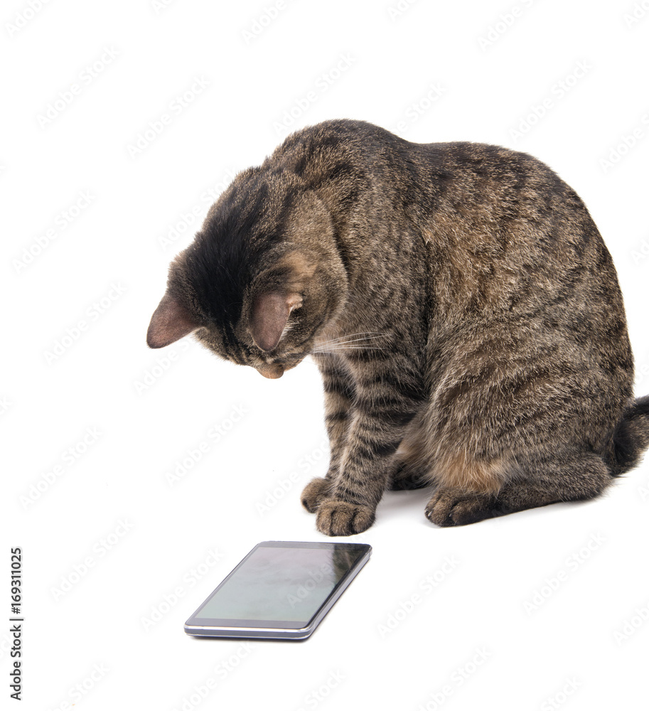Brown tabby cat staring intently at a smart phone screen, on white Brown tabby cat staring intently at a smart phone screen, on white