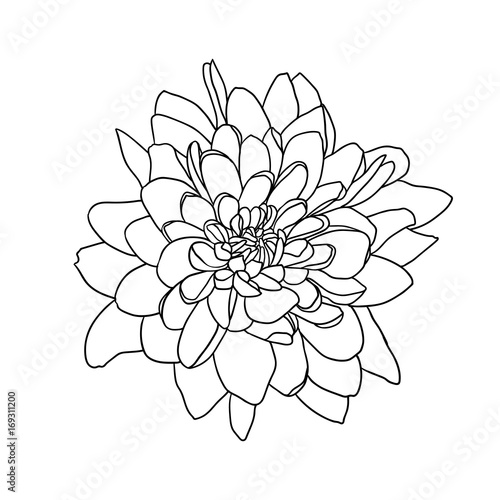 Fototapete Linear vector hand drawn chrysanthemum flower
