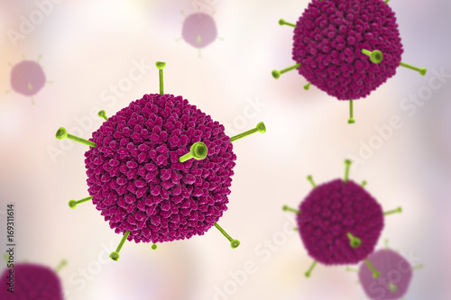 Molecular model of Adenovirus, a DNA-virus which causes respiratory and other infections and is associated with obesity, 3D illustration