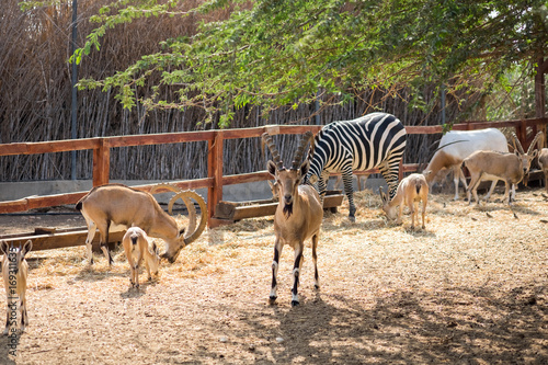 Fototapeta Naklejka Na Ścianę i Meble -  Nubian ibex (Capra nubiana) and zebra at Beer-Sheva Zoo. Israel