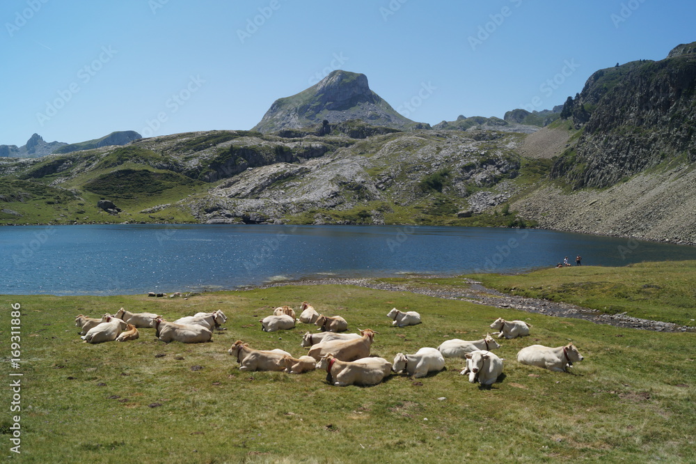 Pyrénées, lac, vaches, animaux, pics, montagne, Ossau, Gabas