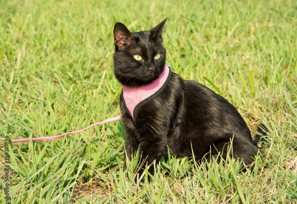 Beautiful black cat in pink harness and leash, in green grass