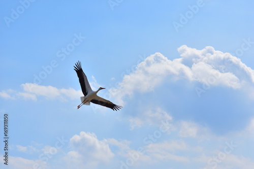 Cicogna bianca in volo