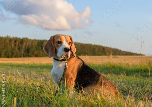 portrait of a Beagle on an evening walk in the summer
