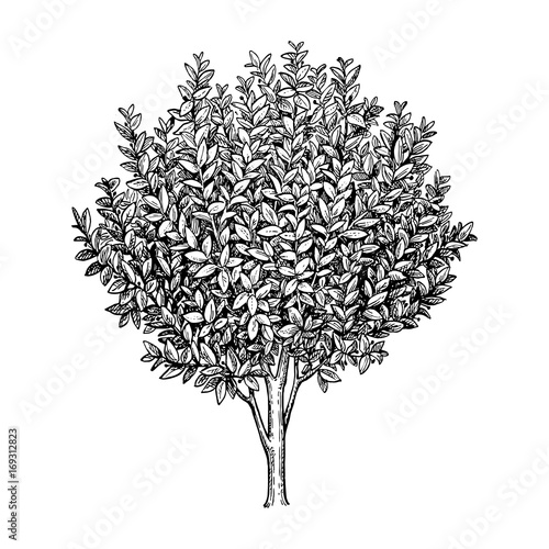 Bay laurel tree.