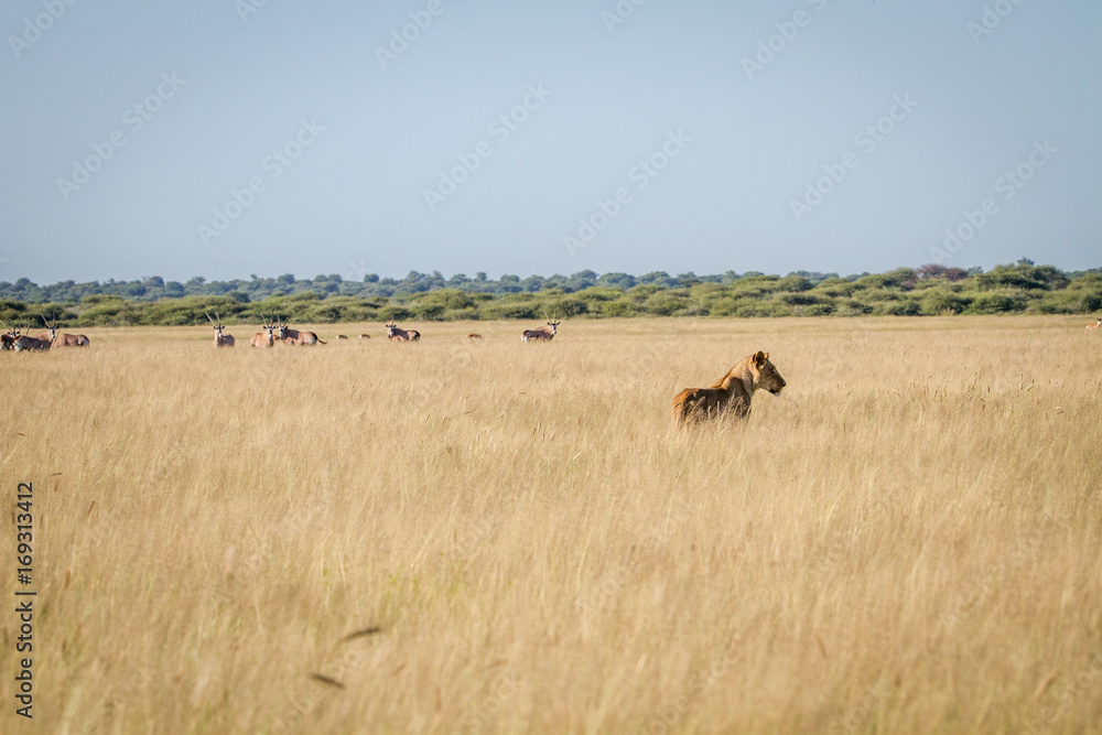 Lion standing in the high grass in front of Oryx.