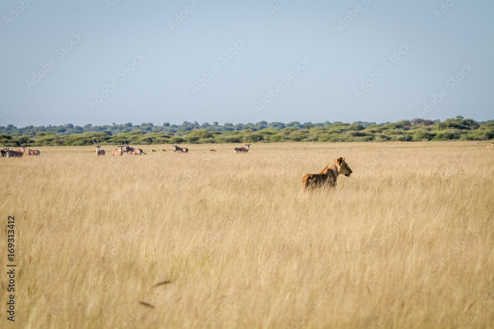 Lion standing in the high grass in front of Oryx. Lion standing in the high grass in front of Oryx.