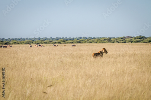 Lion standing in the high grass in front of Oryx. © simoneemanphoto