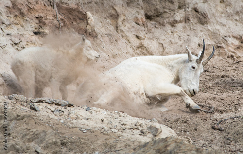 Mountain Goat