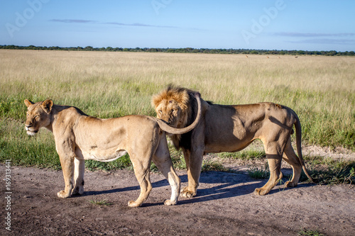Mating couple of Lions standing on the road. © simoneemanphoto