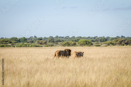Mating couple of Lions walking in the high grass. © simoneemanphoto