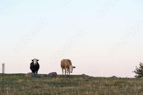 Curious cows on top of a hill