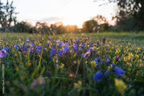 Summer flowers by sunset