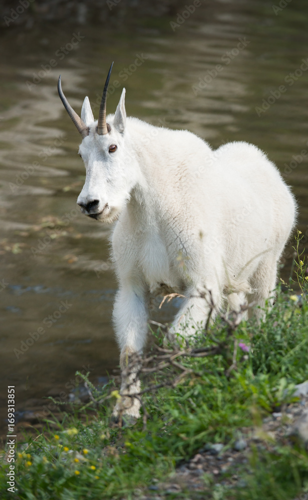 Obraz premium Mountain Goat