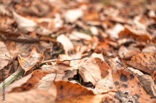 Fallen Leaves at the Forest in Nagano, Japan