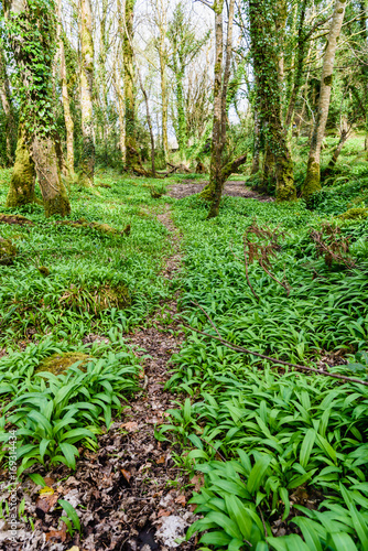 Wild garlic covers the ground in a forest.
