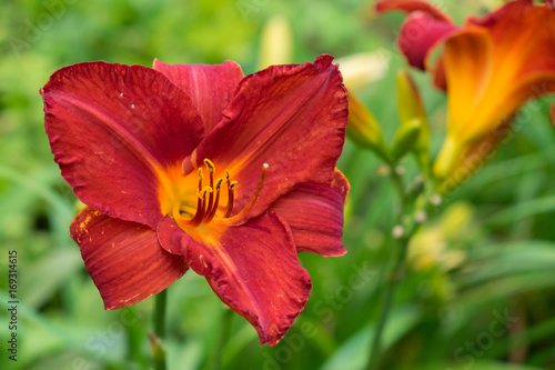 Day-lily aka Hemerocallis