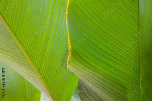 close-up of fresh green leaf as background.