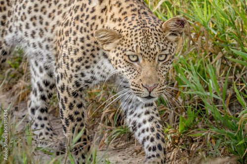 Leopard looking up towards the camera. © simoneemanphoto