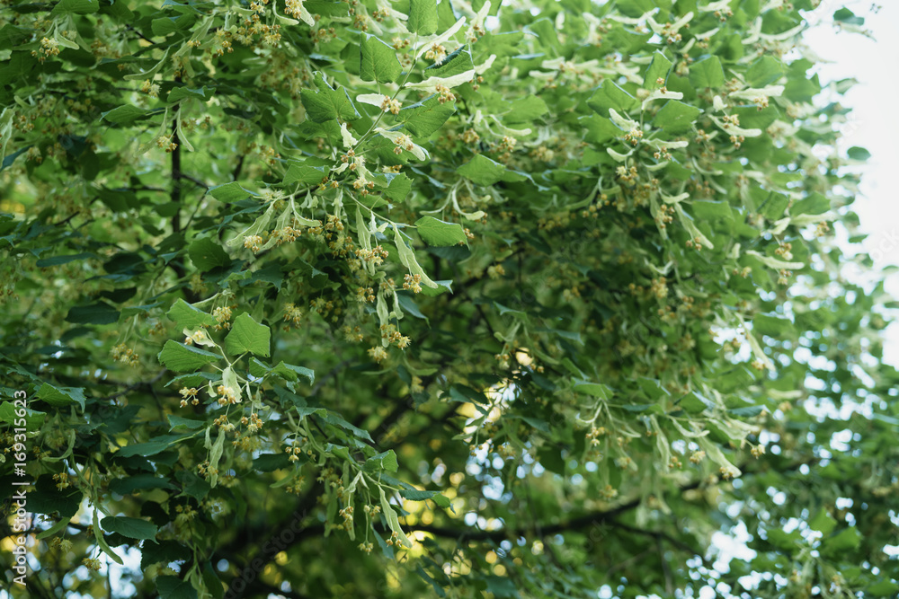 linden tree blossom in sunny summer evening linden tree blossom in sunny summer evening