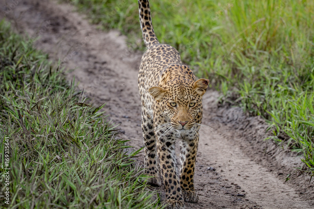 Leopard walking towards the camera. Leopard walking towards the camera.