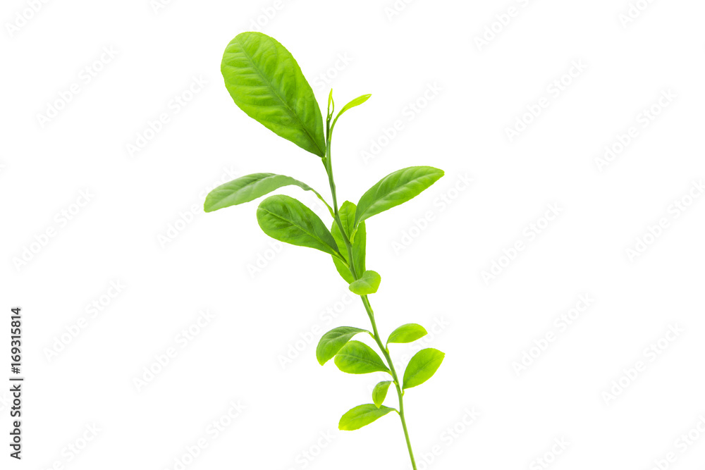 Green leaf set isolated on white background.