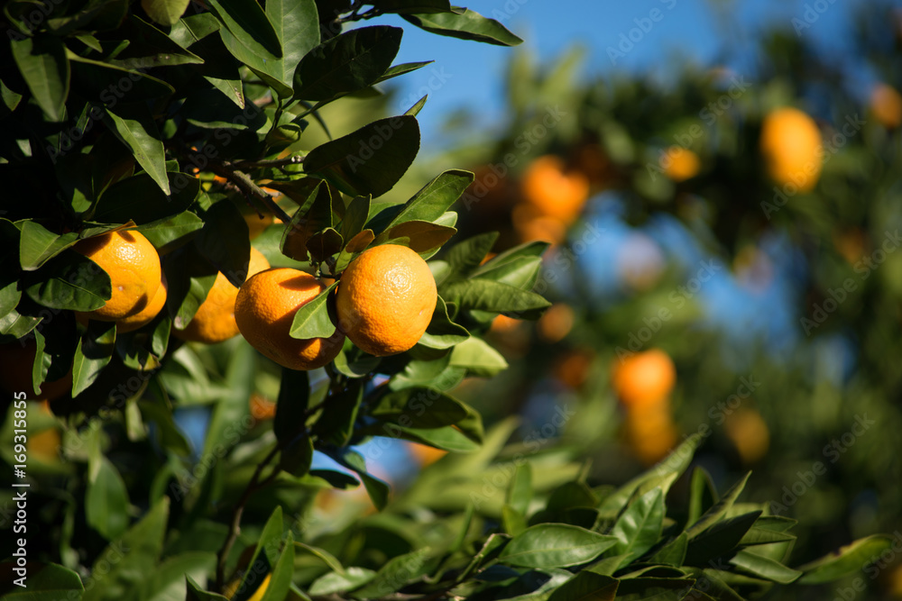 The branches of a tangerine tree with a large orange fruit and green leaves on background of blue sky