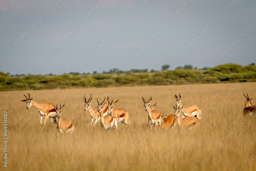 Herd of Springbok running in the grass. Herd of Springbok running in the grass.