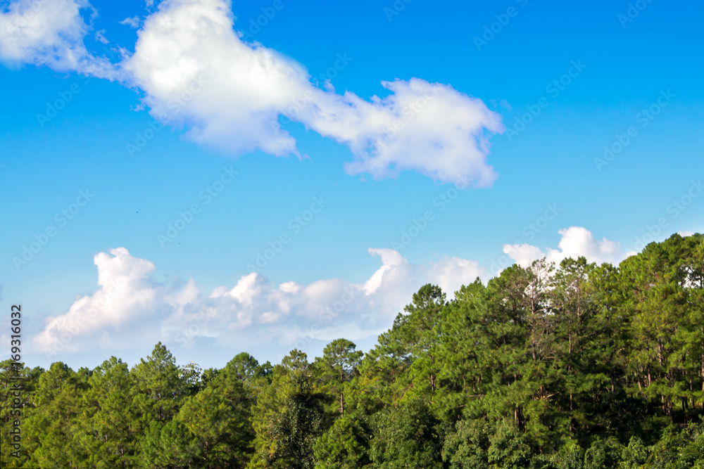 Blue sky with cloud and forest
