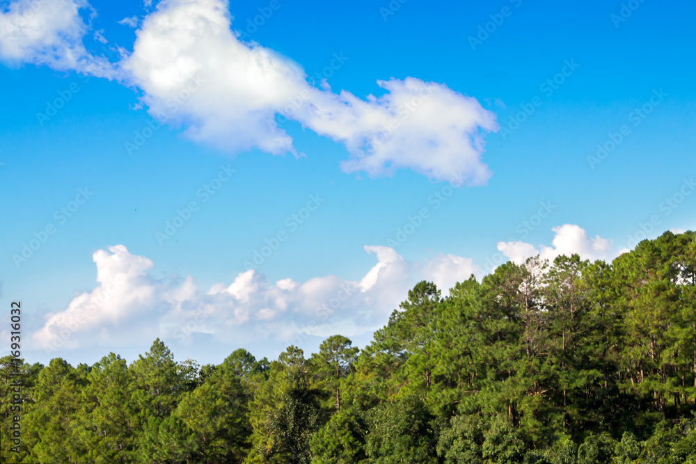 Blue sky with cloud and forest Blue sky with cloud and forest