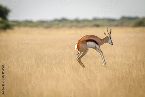 Springbok pronking in the grass.
