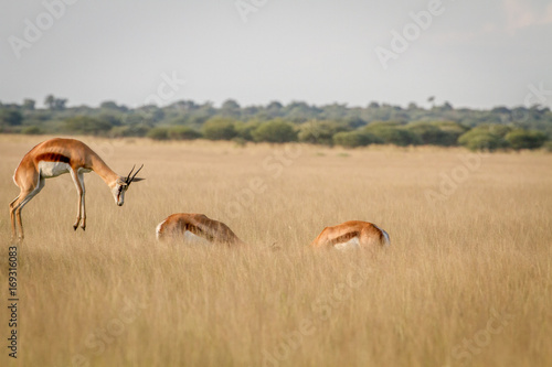 Springbok pronking in the grass.