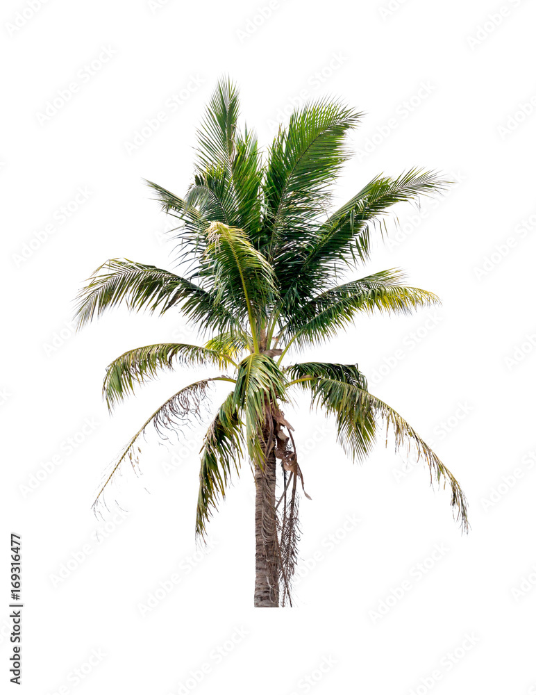 Palm coconut tree on isolated white background