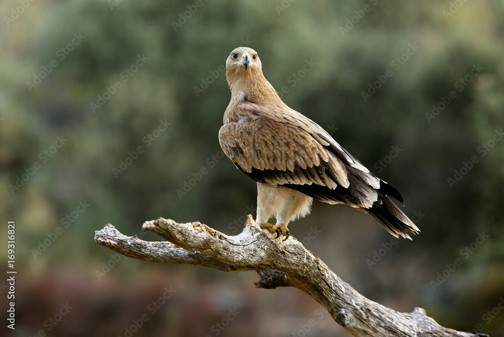 Spanish imperial eagle. Aquila Adalberti Spanish imperial eagle. Aquila Adalberti