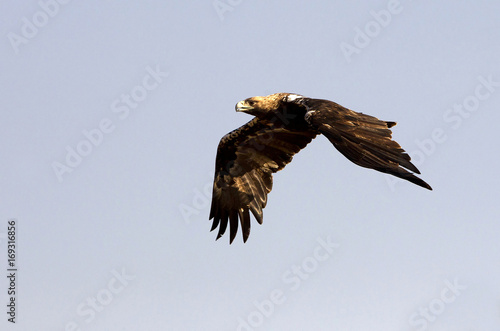 Spanish imperial eagle. Aquila Adalberti