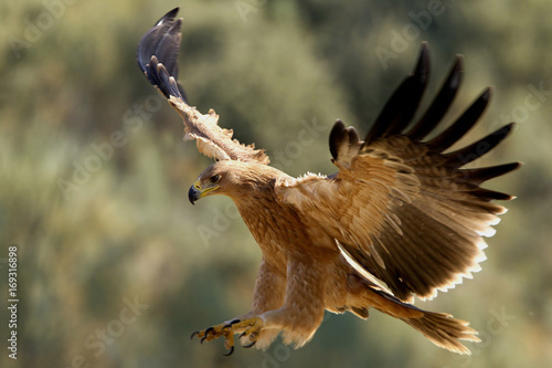 Spanish imperial eagle. Aquila Adalberti