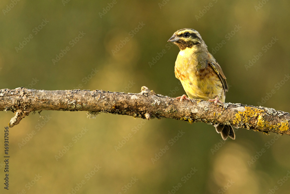 Obraz premium Cirl bunting. Emberiza cirlus