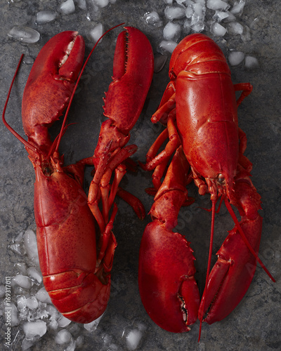 Two red steamed maine lobsters on ice
