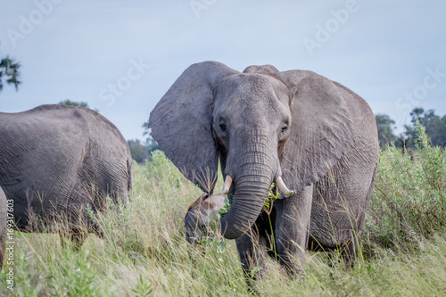 Elephant eating and starring at the camera.