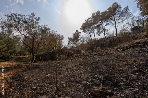 Burned olive trees at Zakynthos photo