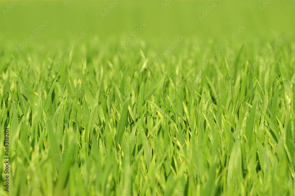 Tender succulent young leaves of cereals - soft selected focus. Beautiful green lawn. Tender succulent young leaves of cereals - soft selected focus. Beautiful green lawn.