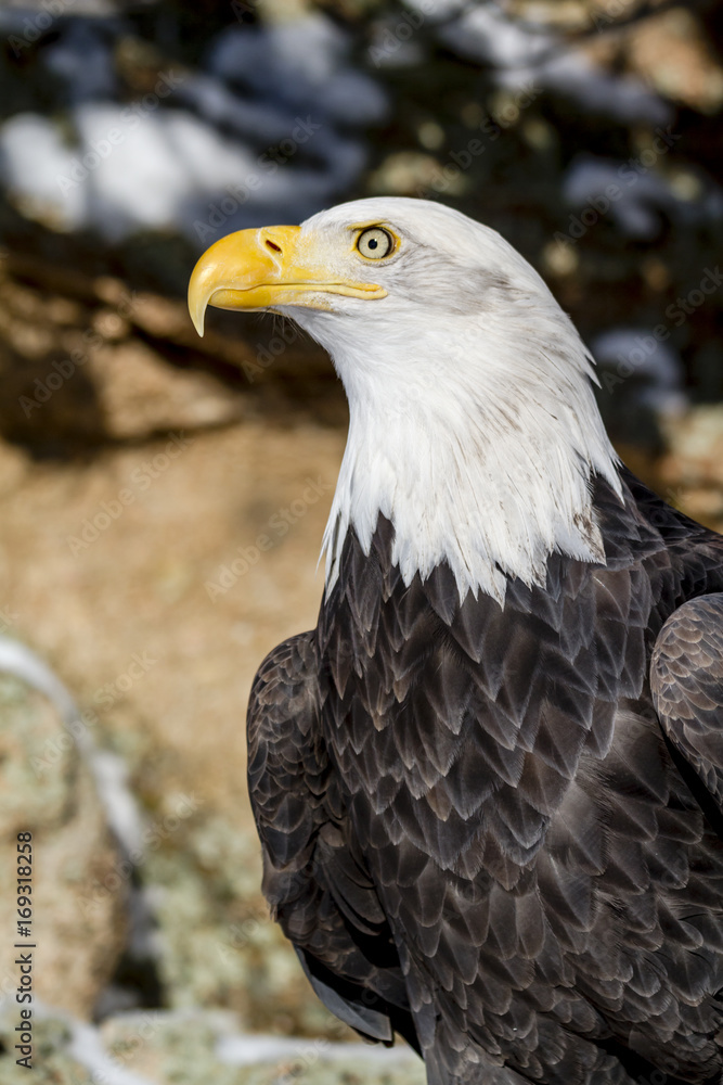 Fototapeta premium Bald Eagle on Sunny Winter Day