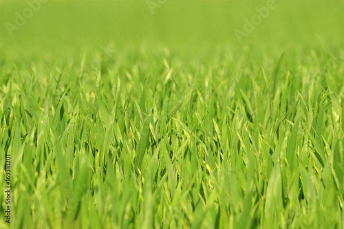 Tender succulent young leaves of cereals - soft selected focus. Beautiful green lawn.