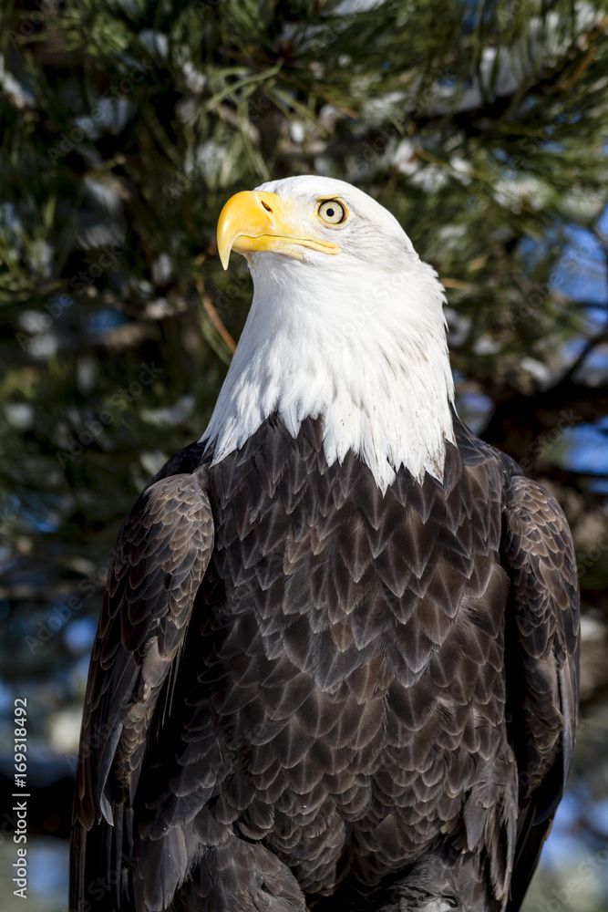 Obraz premium Bald Eagle on Sunny Winter Day