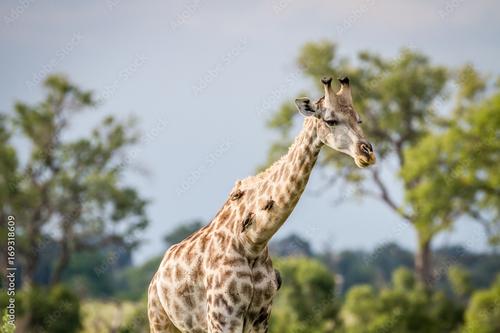 Fototapeta premium Giraffe with Oxpeckers on his neck.