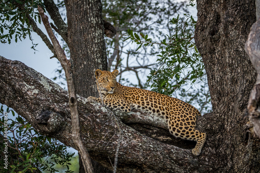 Leopard laying down on a branch. Leopard laying down on a branch.