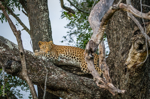 Leopard laying down on a branch.