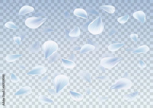 Petals Roses Flowers. White Sakura flying petals isolated on light Blue transparent background. Vector